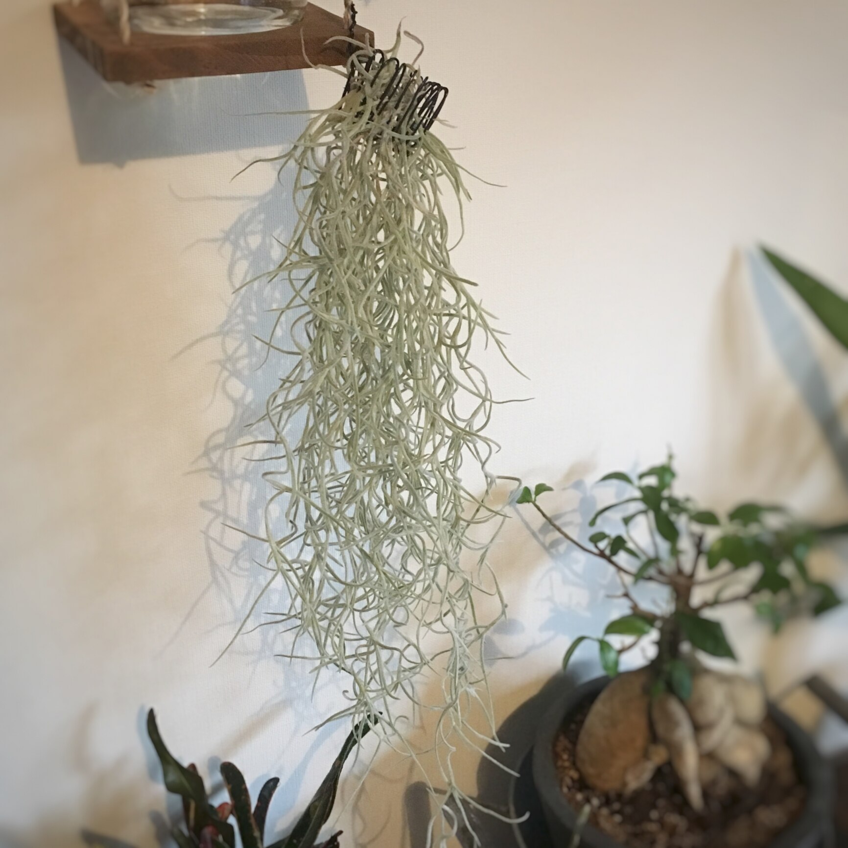 ▪️ウスネオイデス 室内管理 太葉 超特大サイズ