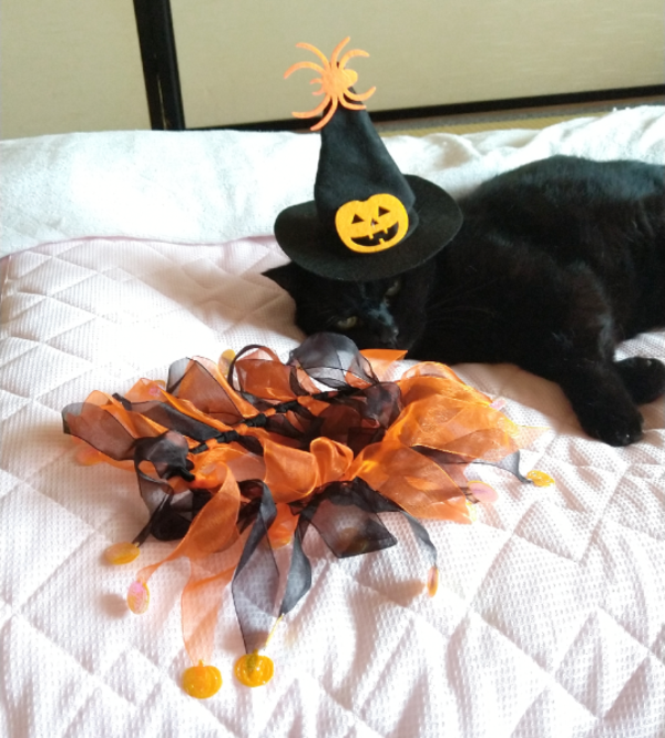 猫洋服 ハロウィン コスプレ 魔女 二点セット 魔女コスチューム 猫用