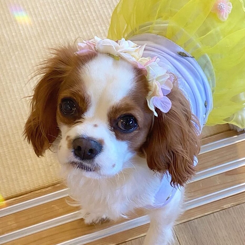 犬 フラワーティアラ 花冠 ヘアバンド 花飾り わんこ 小型犬 中型犬