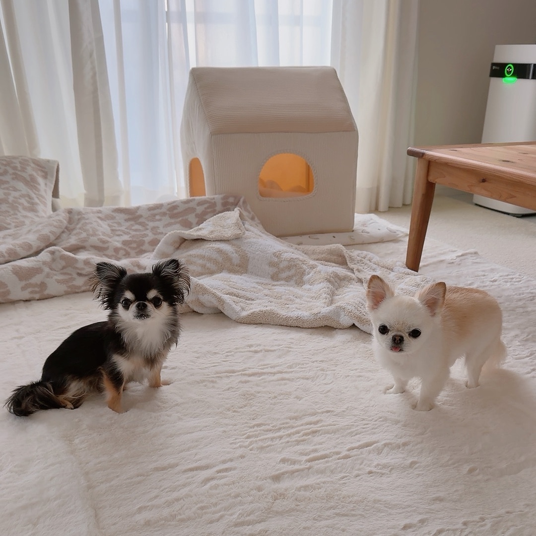 うにちゃん＆えびちゃん のROOM - 欲しい! に出会える。