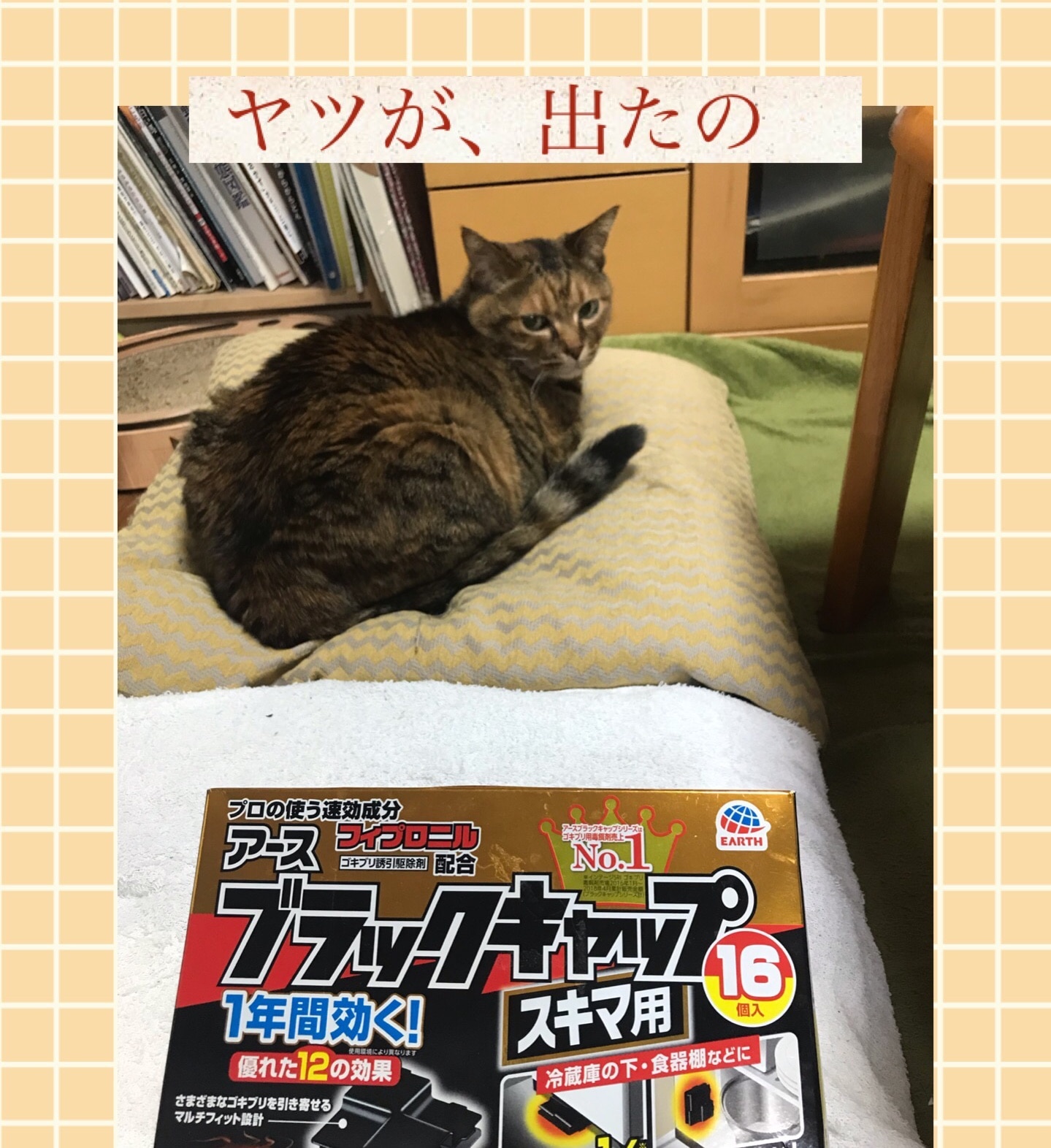 ゴキブリ キャップ 猫 人気