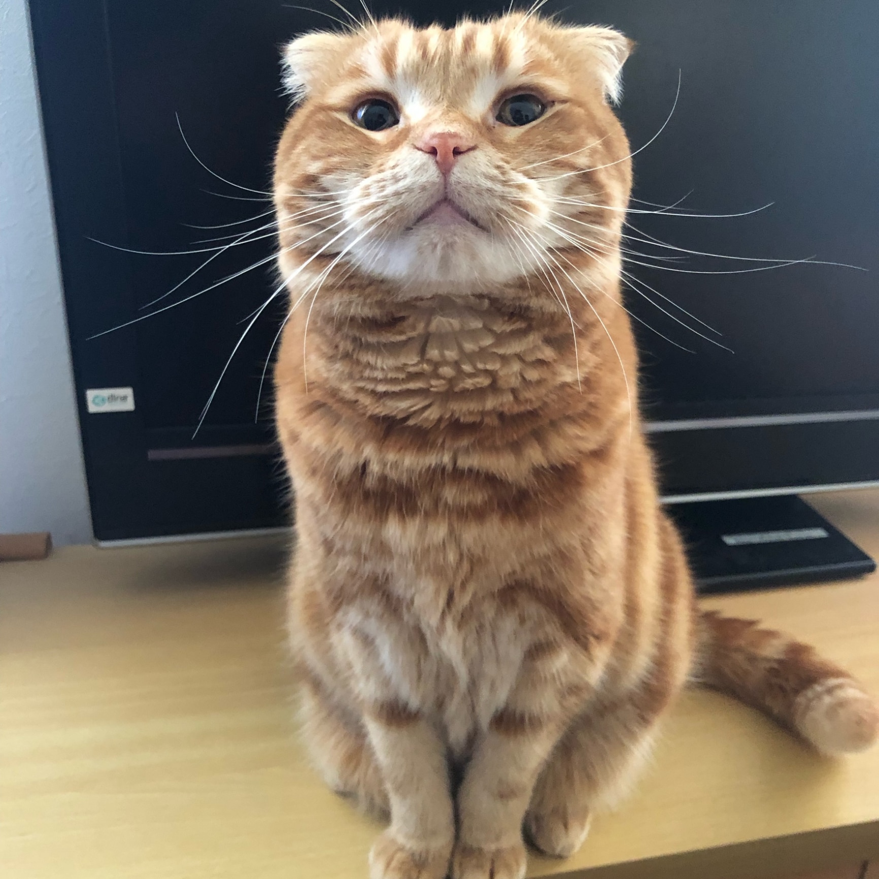 赤ちゃんฅ•ω•ฅﾆｬﾆｬｰﾝ✧ のROOM - 欲しい! に出会える。