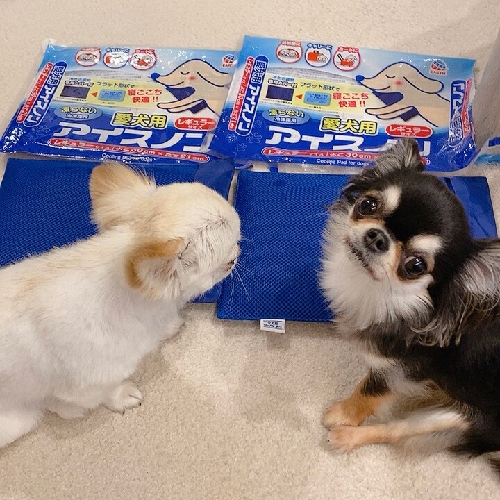 愛犬用アイスノンワイドサイズ Amazon | 愛犬用アイスノン ワイド ワイドサイズ | 愛犬用