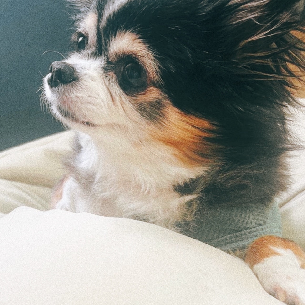 パイナップル🍍 暮らし×おしゃれ のROOM - 欲しい! に出会える。