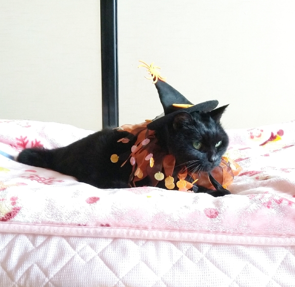 猫洋服 ハロウィン コスプレ 魔女 二点セット 魔女コスチューム 猫用