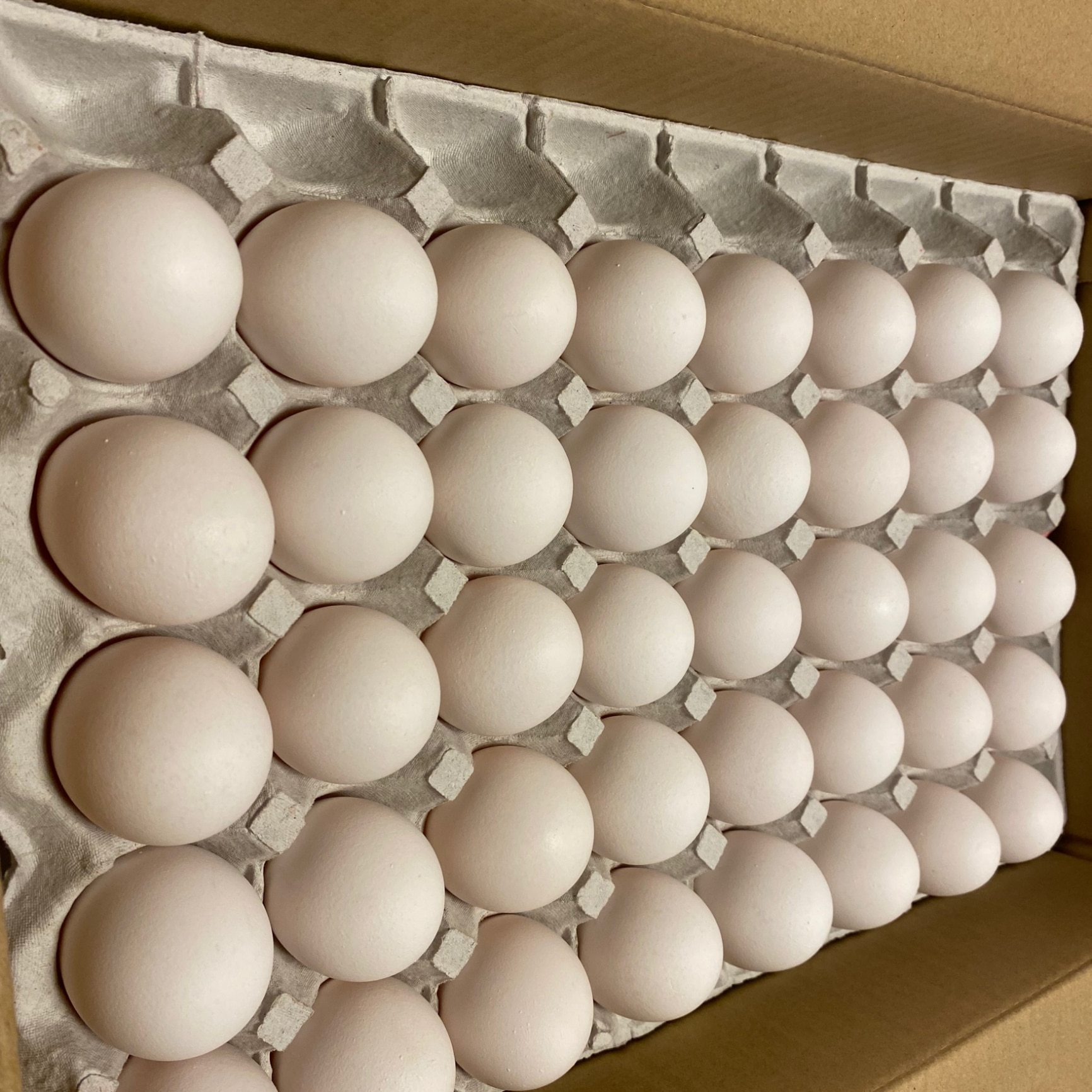 卵M〜Ｌサイズ混合160個箱入り