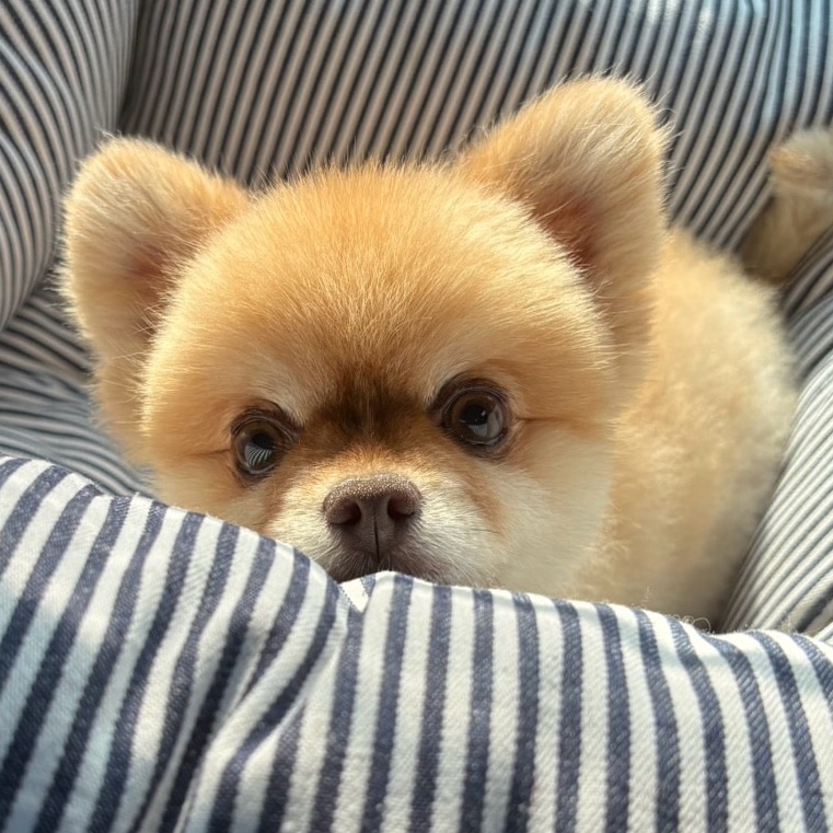 みんみん🌹minminღ のROOM - 欲しい! に出会える。