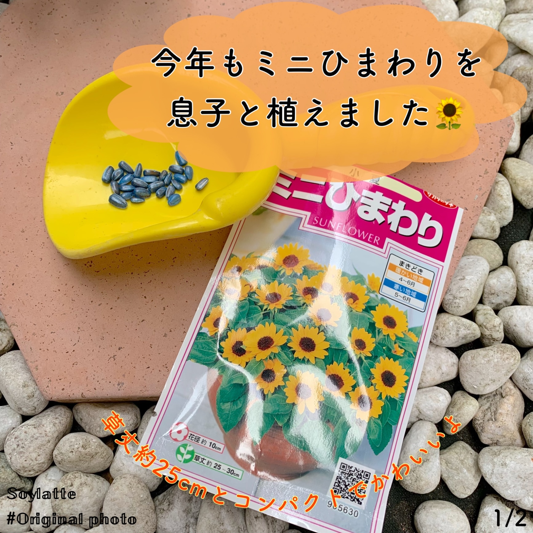 パーティを彩るご馳走や ミルキー 即購入ＯＫです☘様向け【花の種