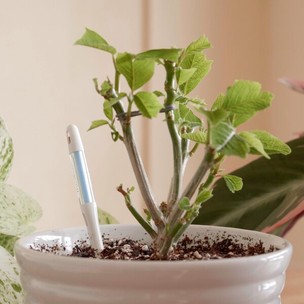 水分計「サスティー ○Mサイズ」(sus-tee)単品 鉢植え植物専用 』【材 